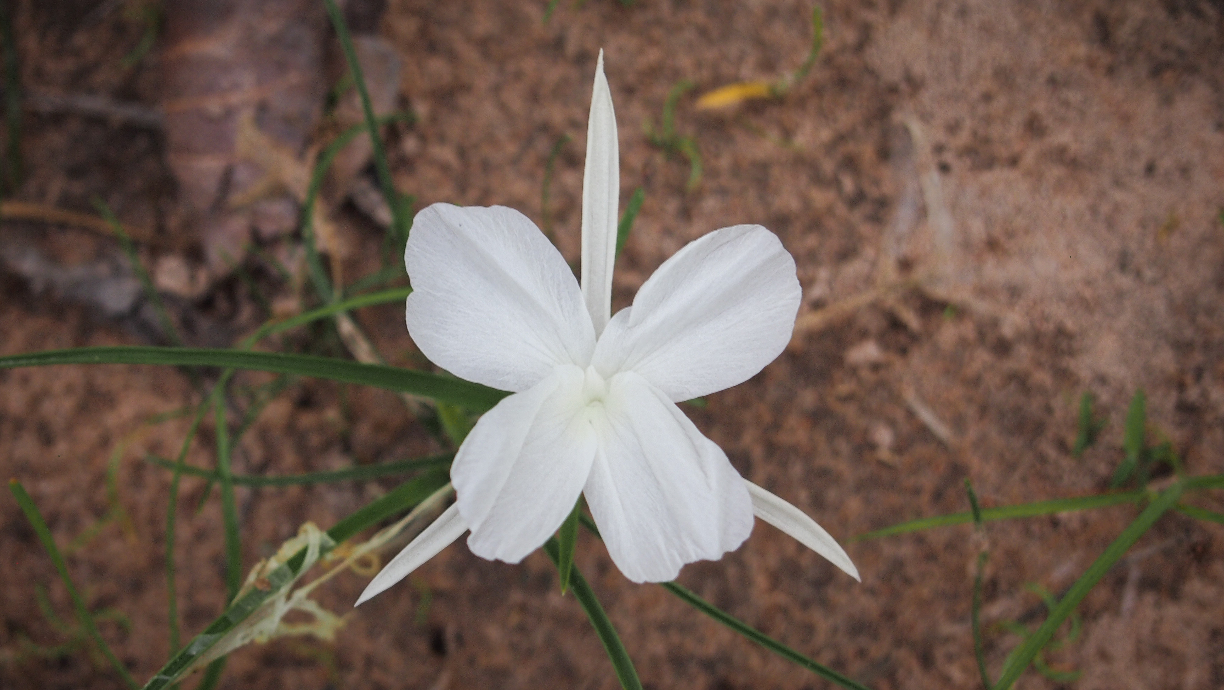 บานค่ำน้อย Keampferia filifolia K.Larsen<br/>Zingiberaceae